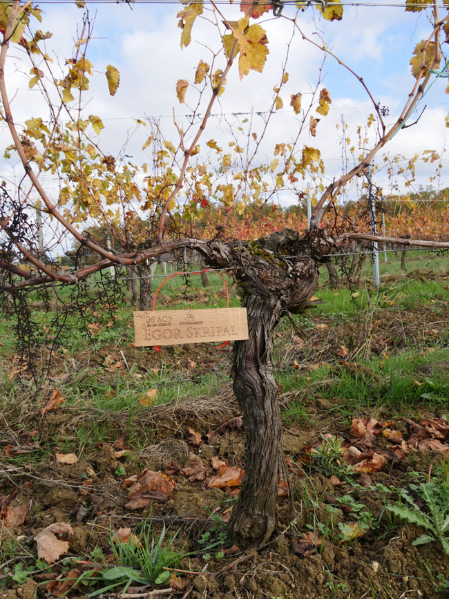 Виноградник на урожай